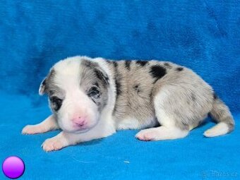 Border kolie Štěňátka s vyšetřením a PP