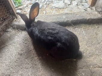 Králíci do chovu.