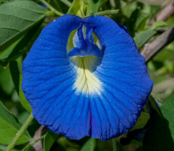 Sazenice Clitoria Ternatea