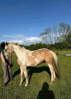 Pony valach wpbr 2023