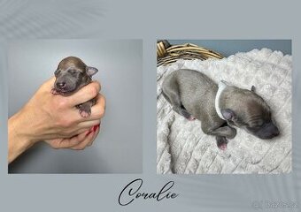 Štěně chrt/whippet/vipet