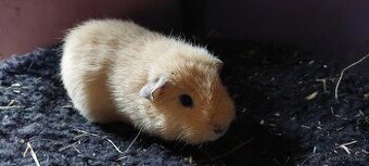 Us teddy samci (kluci )