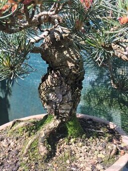 Bonsai,bonsaj Borovice Drobnokvètá