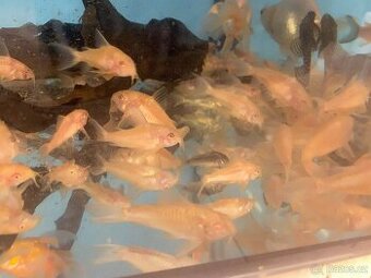 Corydoras aeneus albin - Chovné i mladé