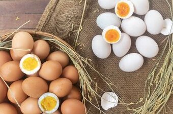 Domácí BIO vejce 🥚 🐓 - 1