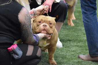 Krytí – American Bully Pocket – Grandšampion (jediný v ČR,S)