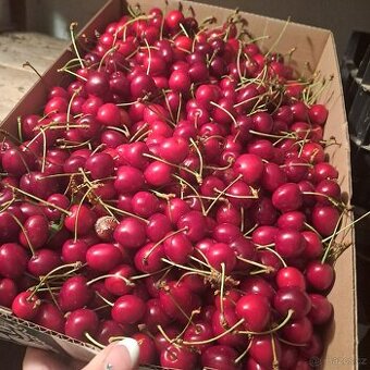 Třešně že zahrádky 80 Kč/kg