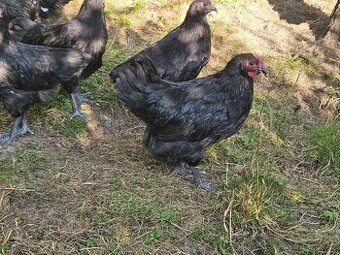 Kohouti australka velká černá