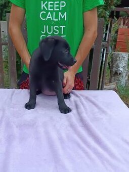 Labradorský retriever s PP