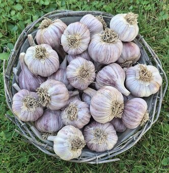 Český česnek  Slavin II