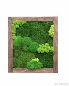 Mechový obraz v dřevěném rámu 45 x 40 cm