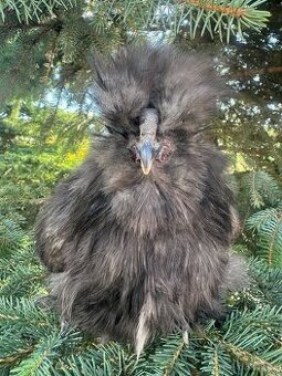 Hedvabnička velká vousatá