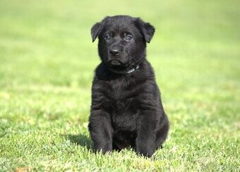 Německý ovčák - štěně černý pes