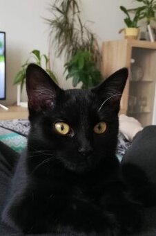 Daruji 2 letou kočičku