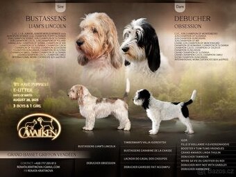 Velký hrubosrstý vendéeský baset