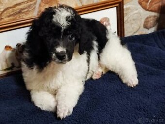 Pudl trpasličí s P.P.