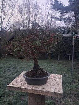 Bonsaj,bonsai Cypřiš