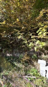 Odstranění / vykácení náletu