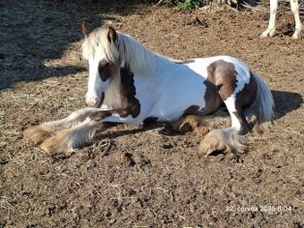 Kvalitní klisna - Irský cob