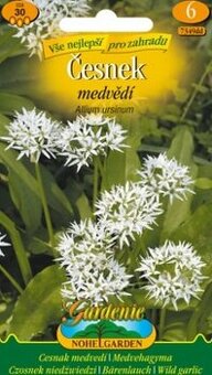 Medvědí česnek (semena)