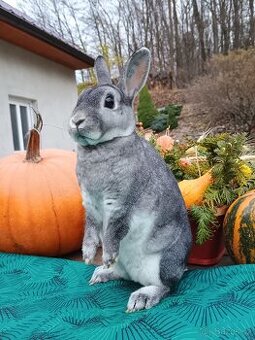 Zakrslý činčilový rex oceněná samička - 1