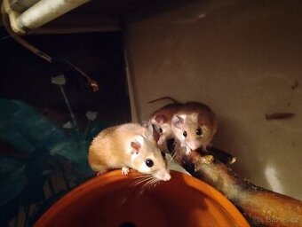 Bodlinatka sinajská