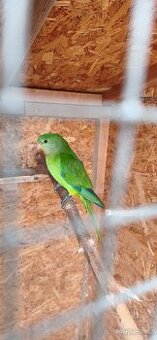 Papoušek Nádherný