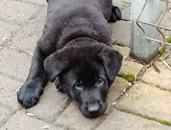 Německý ovčák štěňata - 1