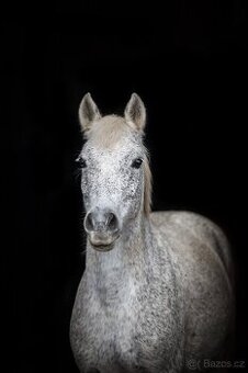 TOP pony klisna do sportu 132cm