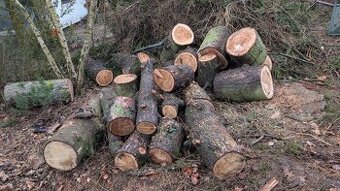 Prodám modřínové dřevo - špalky, kmeny, větve