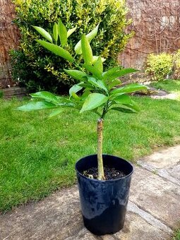 mandarinka Satsuma Okitsu, citrusy, keře