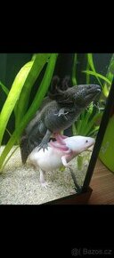 Axolotl černý a bílý i s akvariem