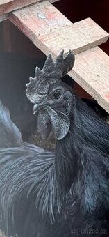 Ayam Cemani