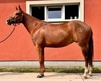 Prodej QH