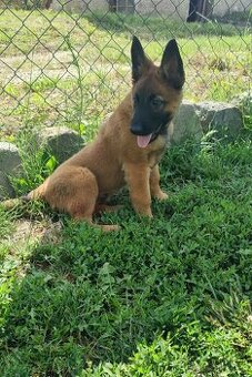 🐾 Aragorn – Malinois s PP, připravený na výzvy 🐾