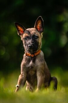 Belgický ovčák - Malinois s PP