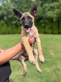 Belgický ovčák - Malinois s PP
