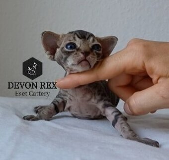 Devon rex
