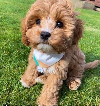 Cavapoo s pp, registrací