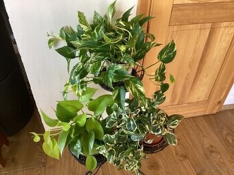 Epipremnum, tři druhy