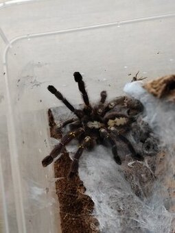 Poecilotheria Metallica, Regalis +dárek