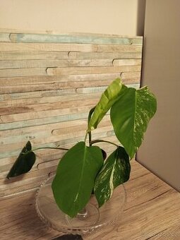 Monstera alba