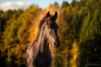 Fríský hřebeček - Barokní pinto