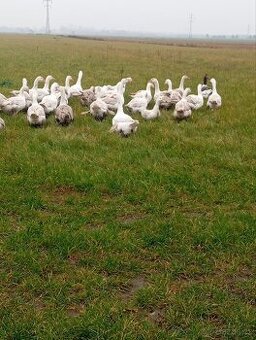 Svatonartinské husy na prodej