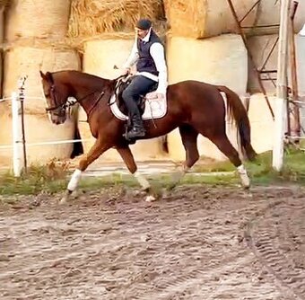 11 letý zkušený valach