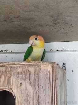 Amazonek bělobřichý