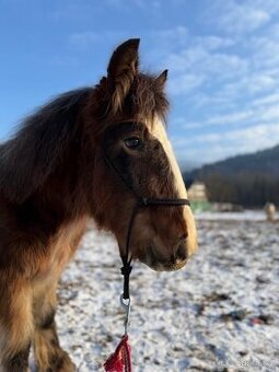 Klisnička Irského Cob – roční,po velkých rodičích