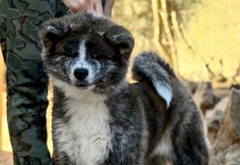 Akita Inu s průkazem původu (PP) - odběr možný ihned
