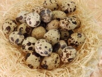 Křepelčí vajíčka