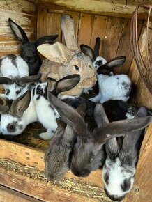 Prodej šestitýdenních králíků
